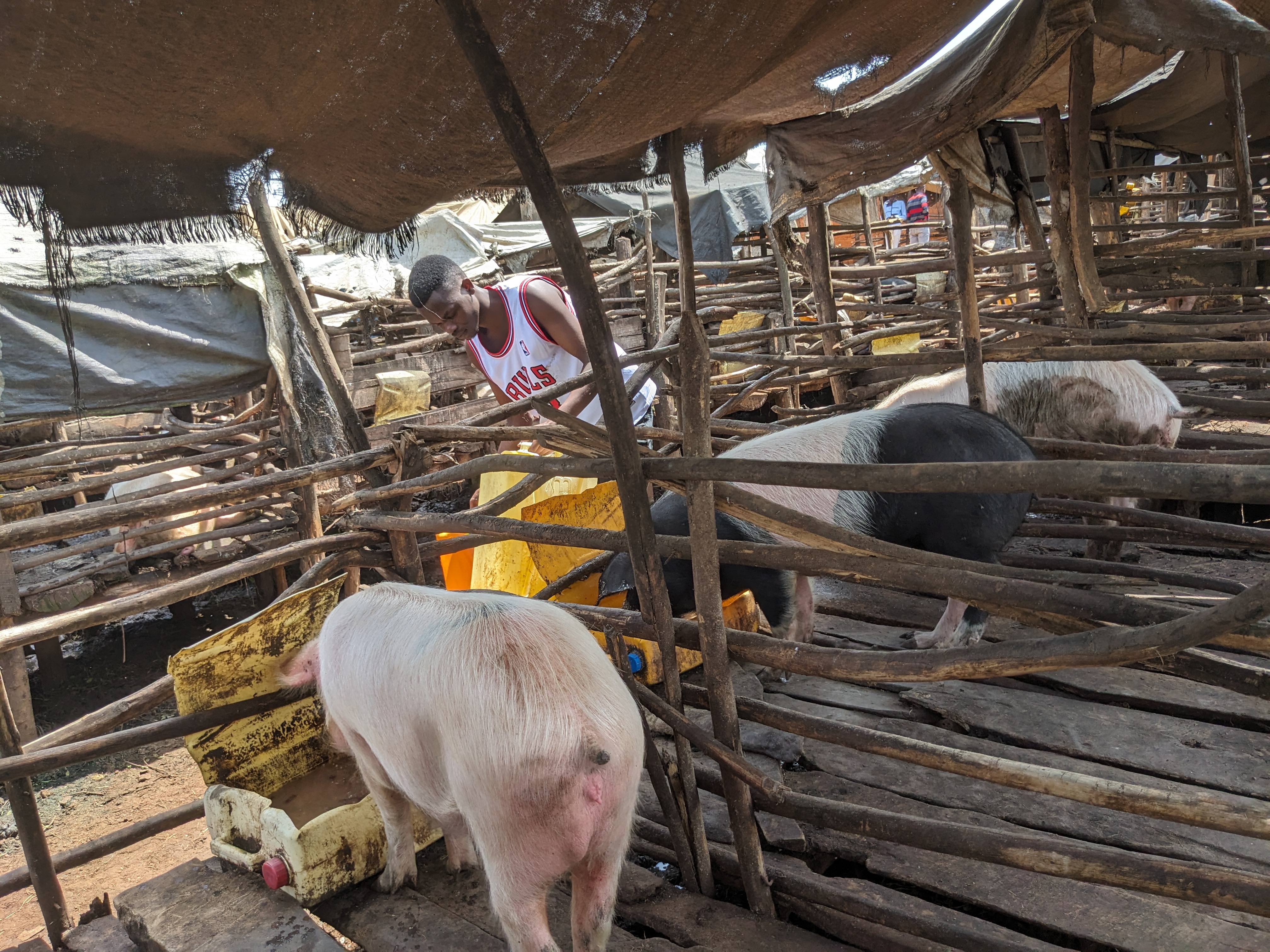 Prime Pork Farms Ltd