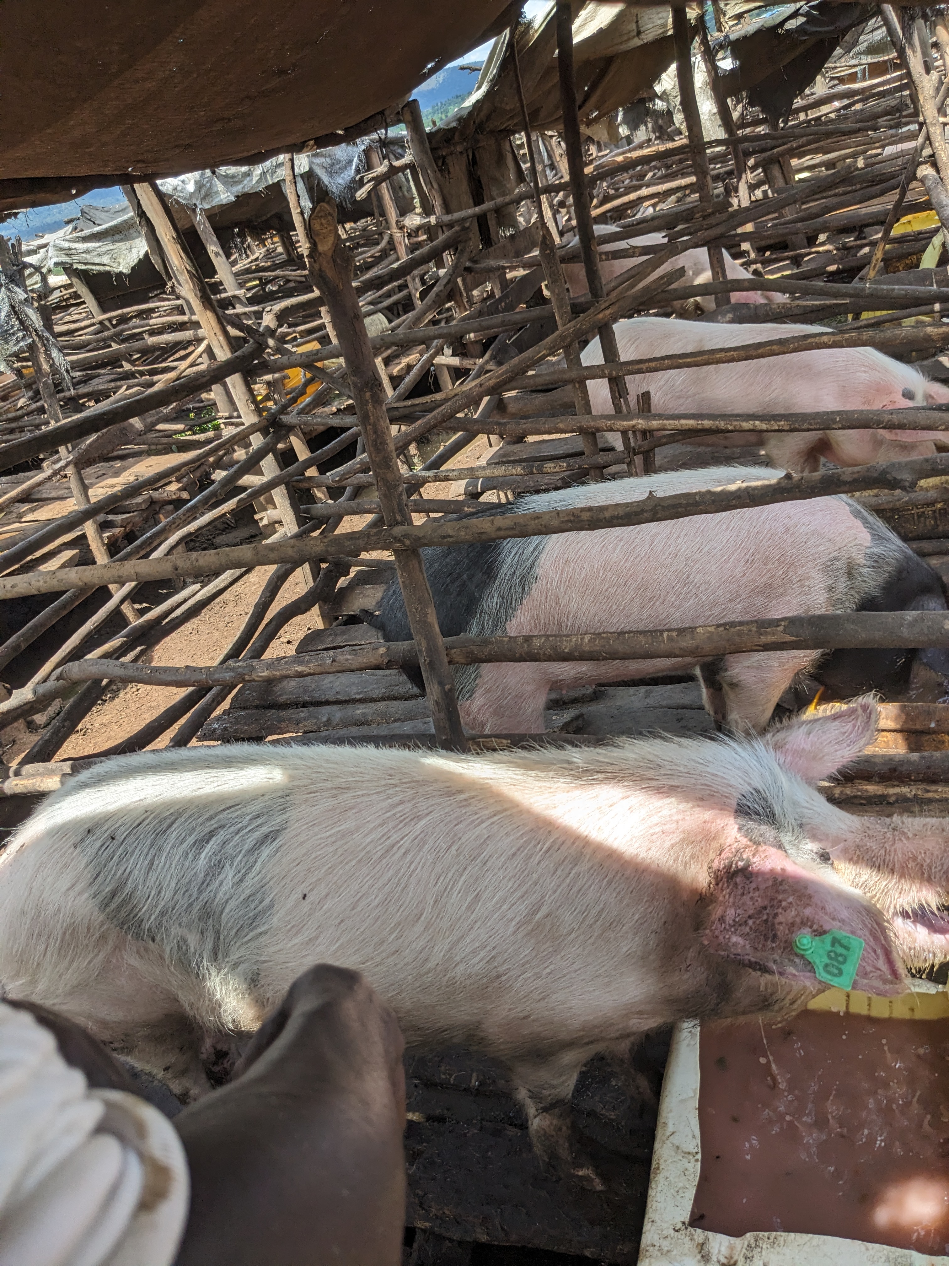Prime Pork Farms activities